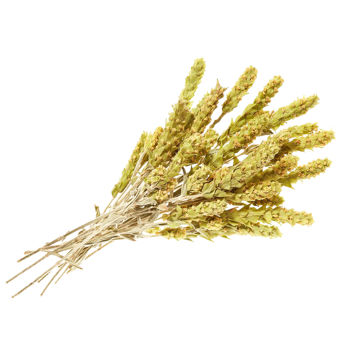 Bio griechischer Bergtee